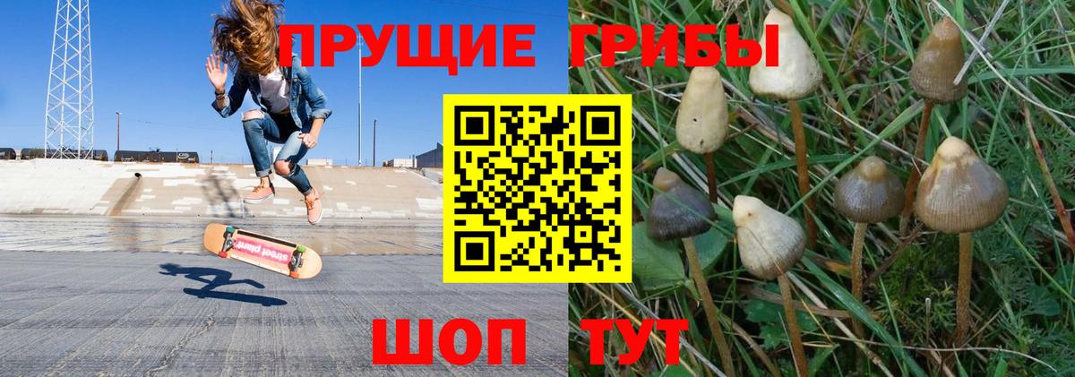 Псилоцибиновые грибы Psilocybe Бугульма